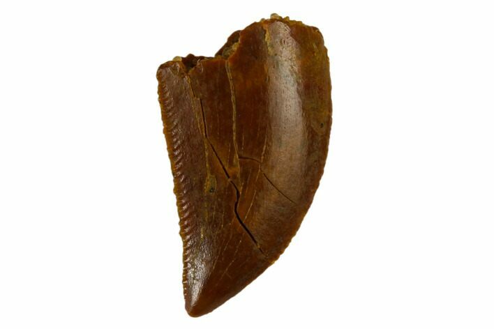 Serrated, Raptor Tooth - Real Dinosaur Tooth #115866